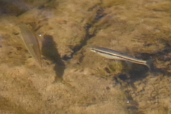 Rhinichthys atratulus