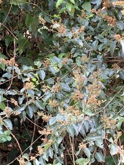 Mallotus repandus