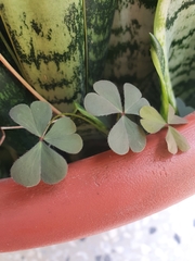 Oxalis corniculata