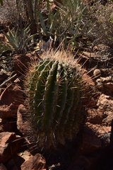 Ferocactus emoryi rectispinus