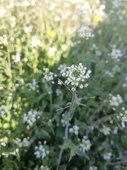 Capsella bursa-pastoris