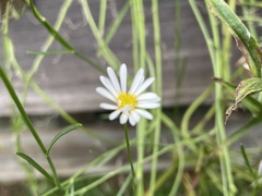 Brachyscome paludicola
