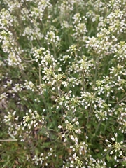 Capsella bursa-pastoris