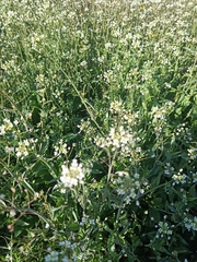 Capsella bursa-pastoris