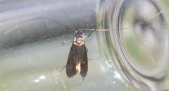 Adela singulella