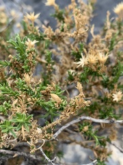 Ericameria nana