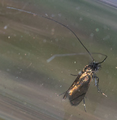 Adela singulella