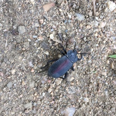 Eleodes suturalis