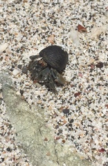 Nerita scabricosta