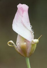 Calochortus venustus