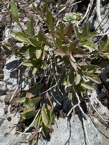 Sinapidendron frutescens subsp. frutescens image