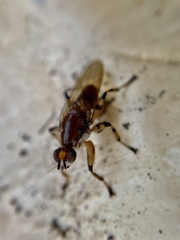 Tapeigaster annulipes