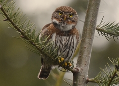 Glaucidium gnoma californicum