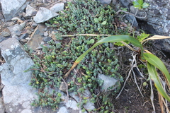 Pimelea carnosa