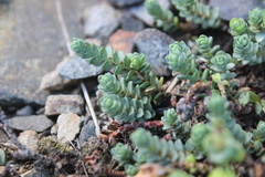 Pimelea carnosa