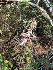 Tillandsia paucifolia