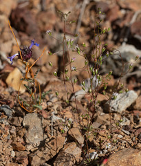 Cuscuta occidentalis