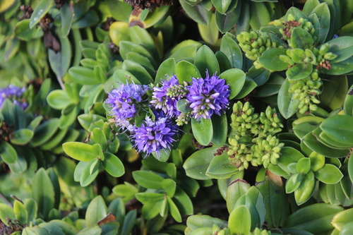 Image of Veronica speciosa by (c) Joe Dillon, some rights reserved (CC BY)