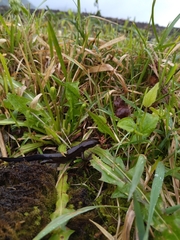 Cynops pyrrhogaster