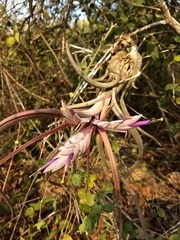 Tillandsia paucifolia