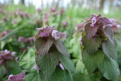Lamium purpureum