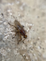 Tapeigaster annulipes