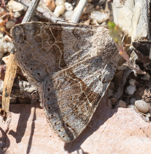 Drasteria scrupulosa photo 4