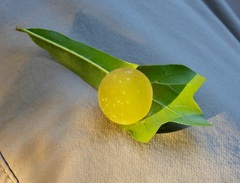 Amphibolips quercusracemaria