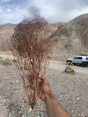 Eriogonum rixfordii