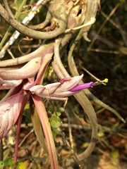 Tillandsia paucifolia