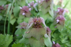 Lamium purpureum