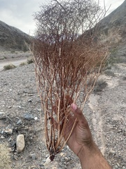Eriogonum rixfordii