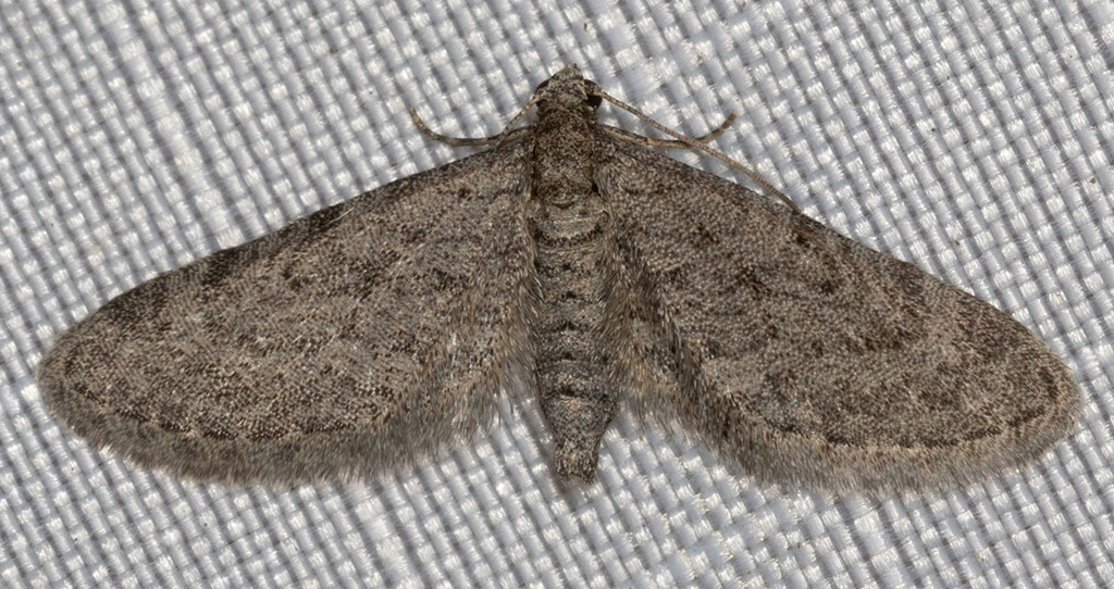 Nasusina vaporata