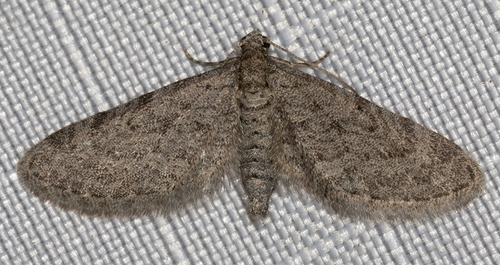 Nasusina vaporata