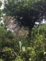 Thysanolaena
