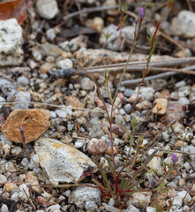 Gilia tenuiflora