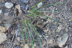 Poa anceps