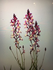 Linaria maroccana