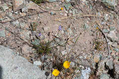 Gilia tenuiflora