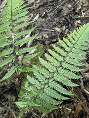 Polystichum wawranum