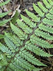 Polystichum wawranum