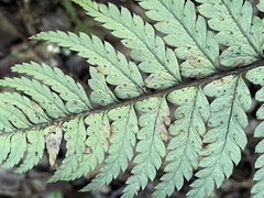 Polystichum wawranum