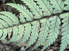 Polystichum wawranum