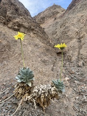 Enceliopsis covillei