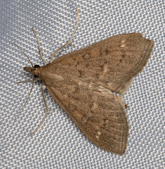 Mecyna mustelinalis