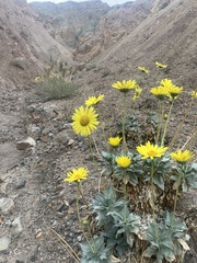 Enceliopsis covillei