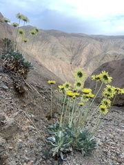 Enceliopsis covillei