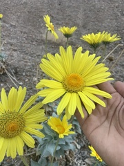 Enceliopsis covillei