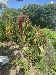 Chenopodium formosanum