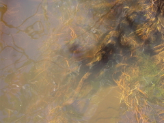 Gymnogeophagus balzanii